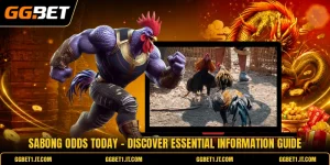 Sabong Odds Today - Discover Essential Information Guide